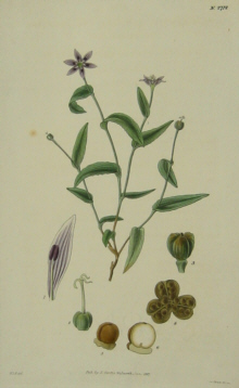 Australian Botanicals, Curtis